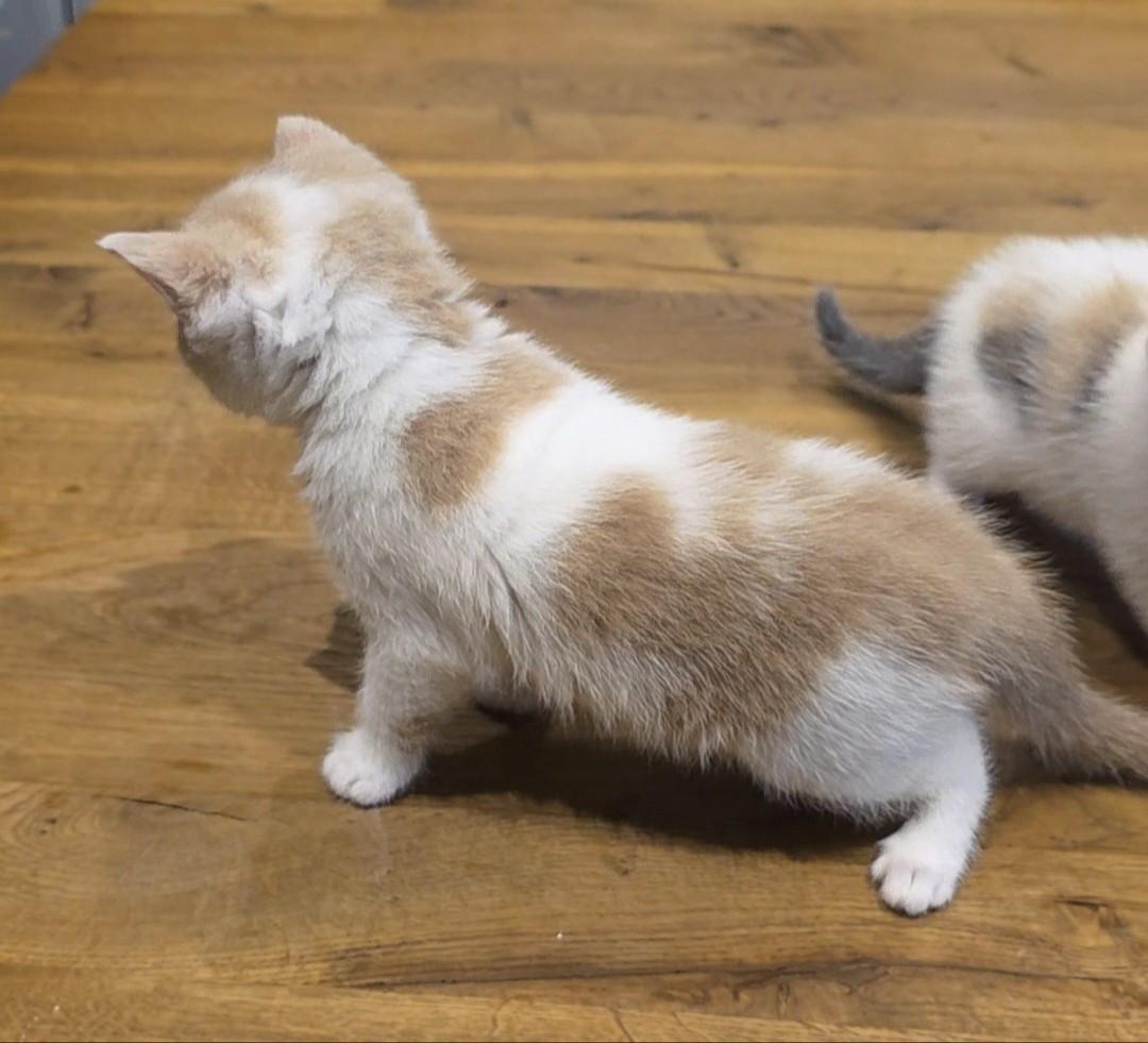 Superlieve Kittens - Britse korthaar / Pers