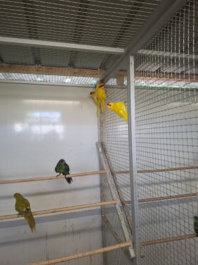 Kakariki's geel