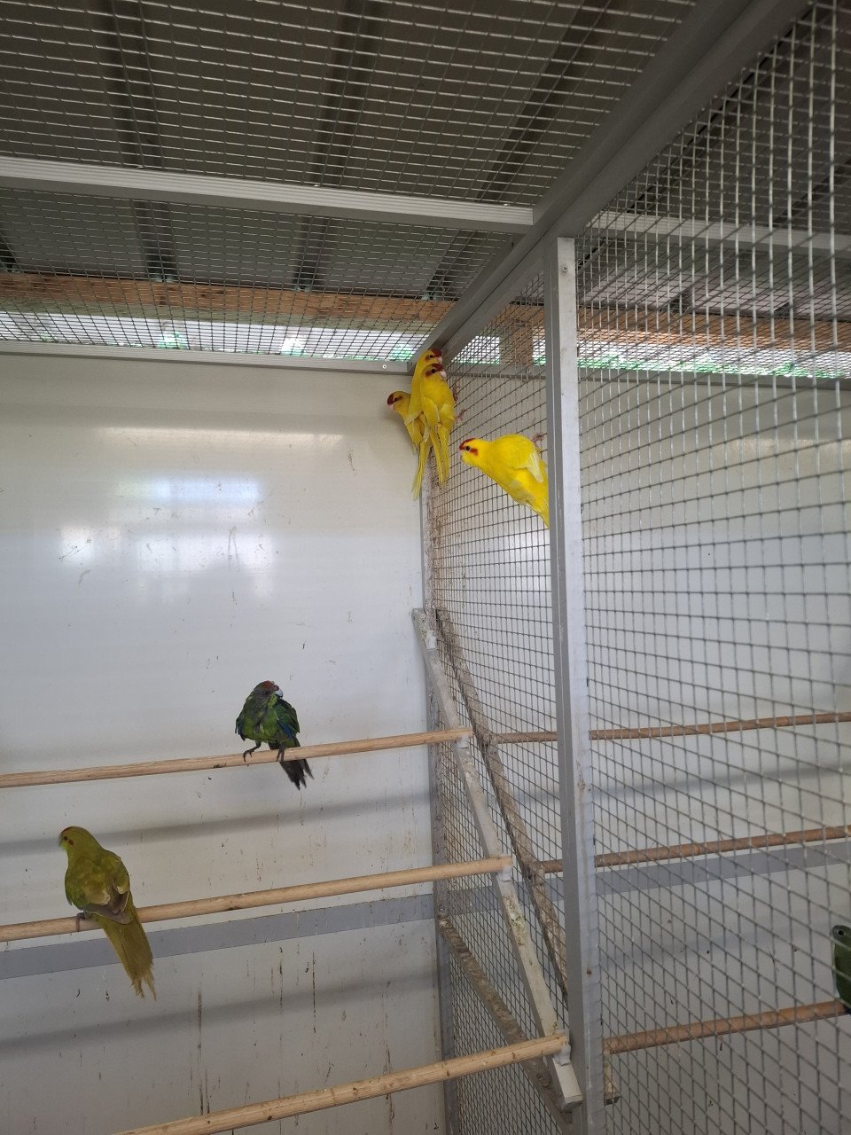 Kakariki's geel