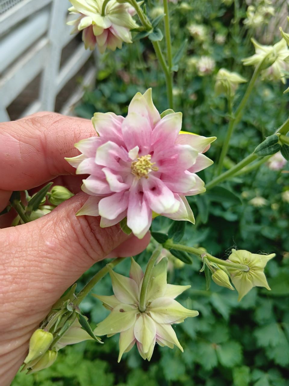 🌸🌺🌼Biologisch Gekweekte BloemZaden🌼🌺🌸