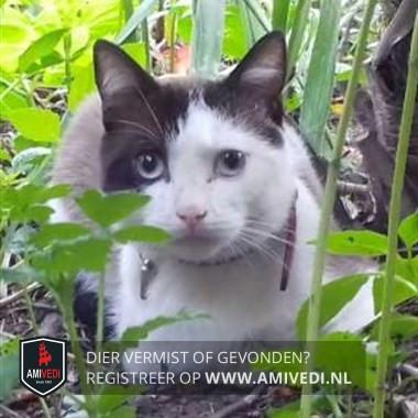 VERMIST onze kater op Schouwen