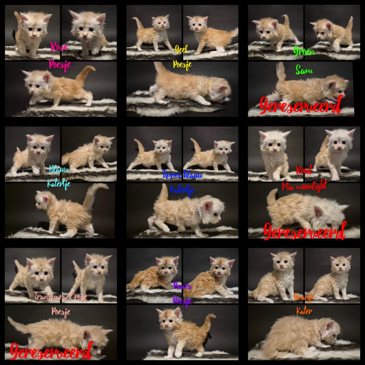 Prachtige maine coin kittens