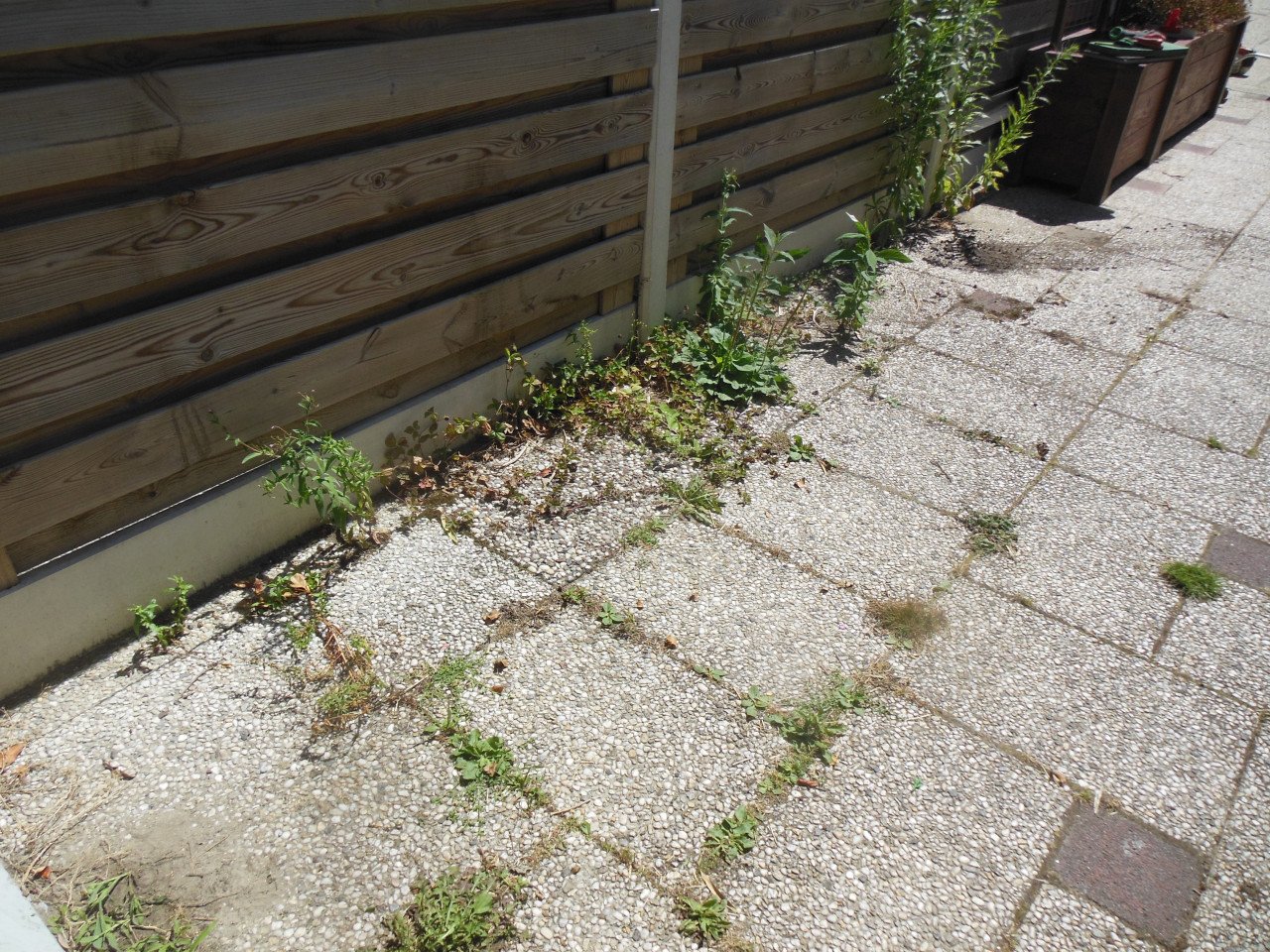 Onkruid verwijderen uit uw tuin.
