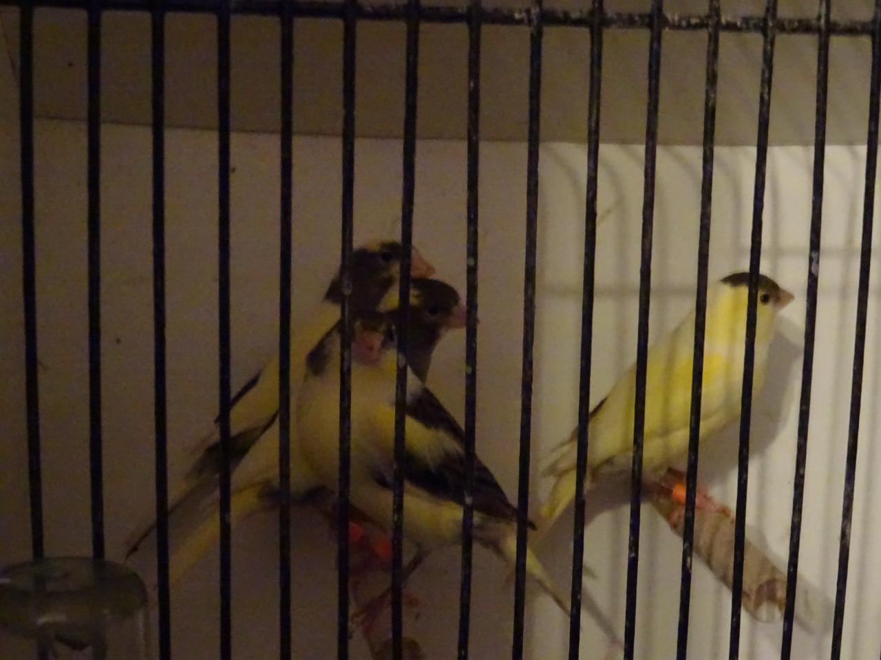 Te koop enkele zeer mooie bonte man zang kanaries ,beginnen te zingen