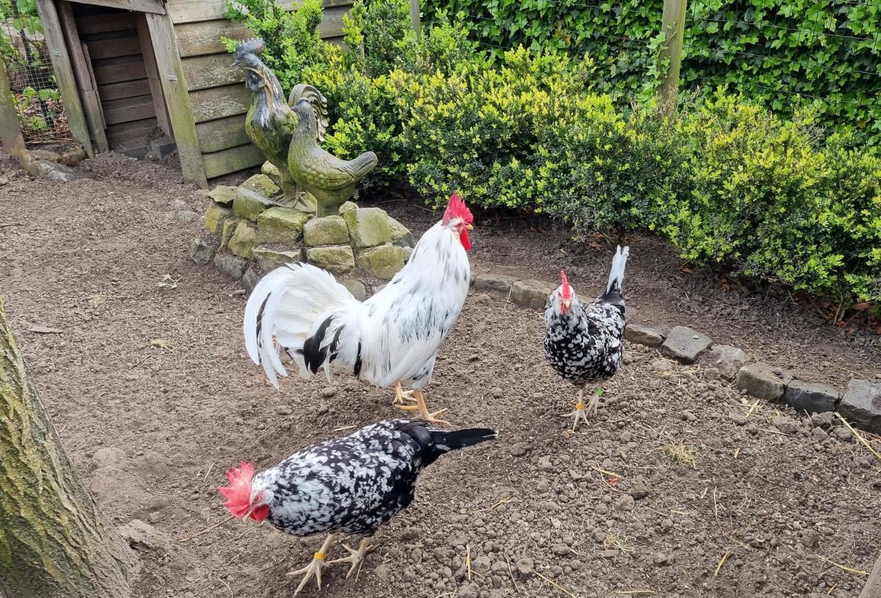 Broedeieren Bonte Leghorn