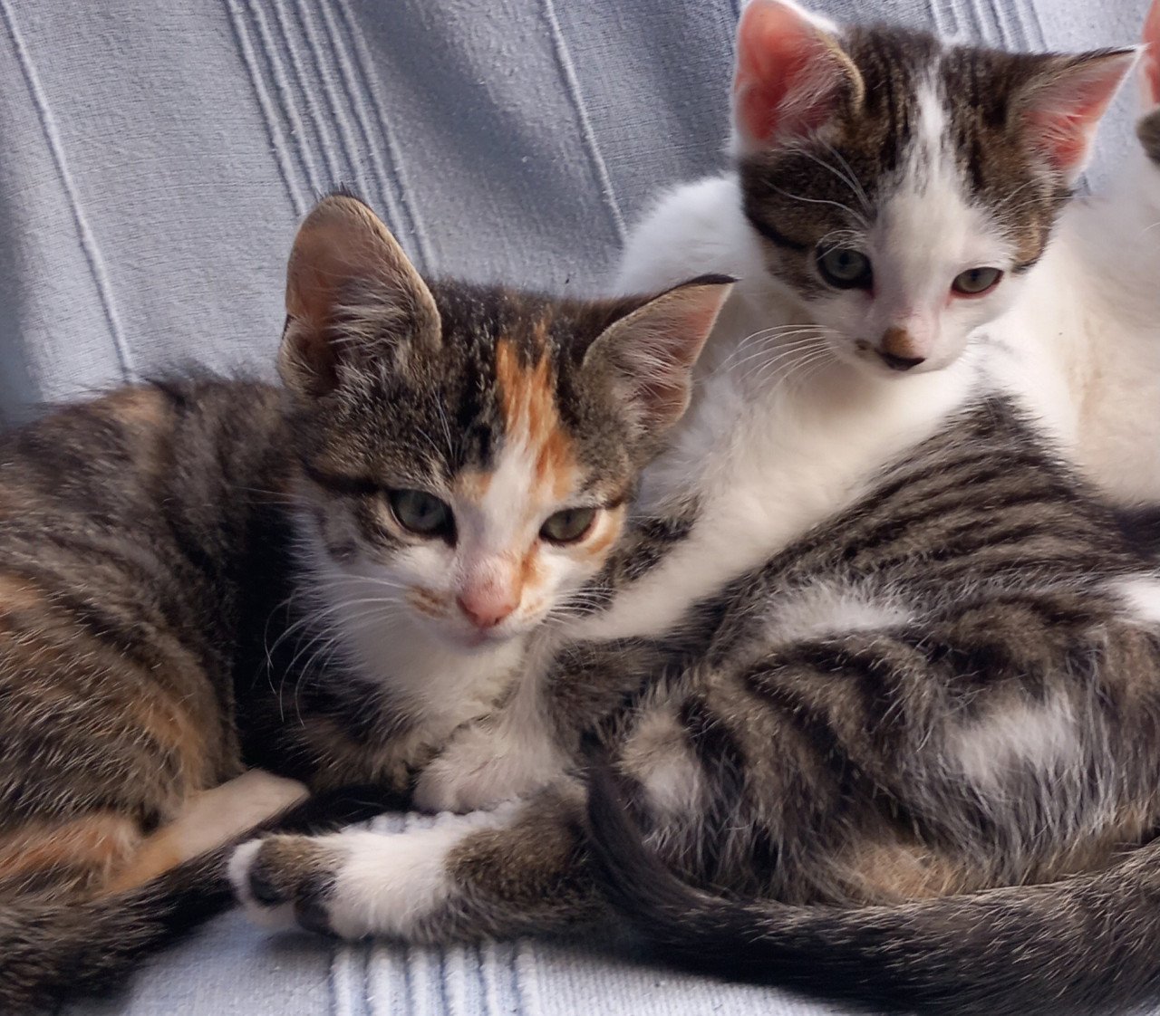 Nog 2 prachtige kittens