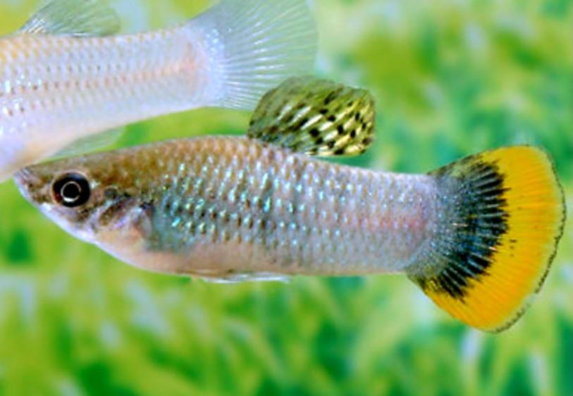 Aquariumvissen Poecillia Mexicana