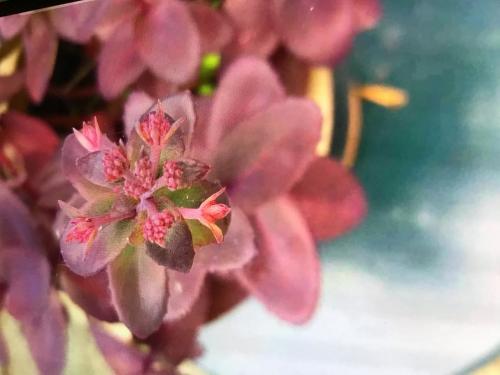 Sedum donker blad