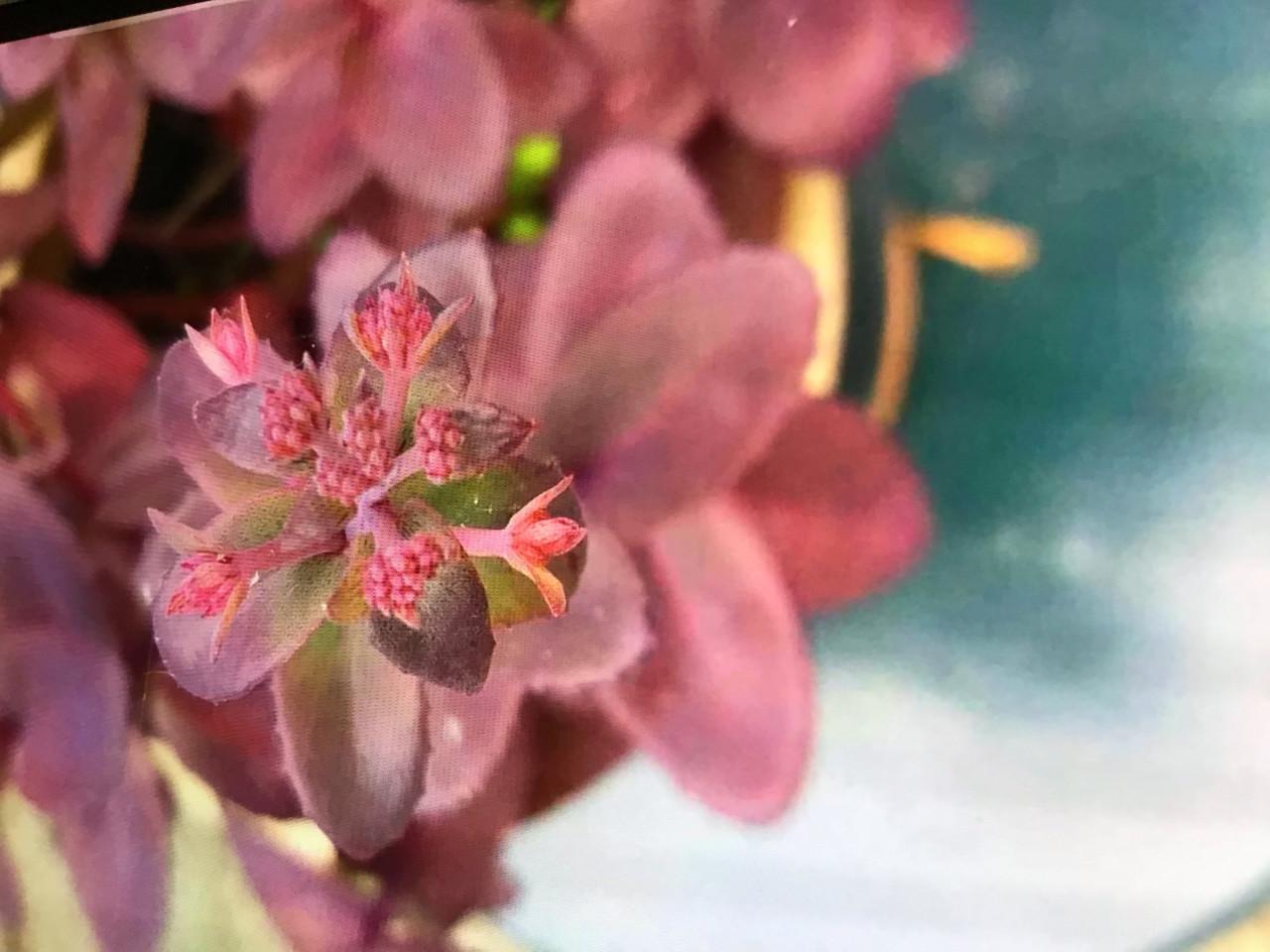 Sedum donker blad