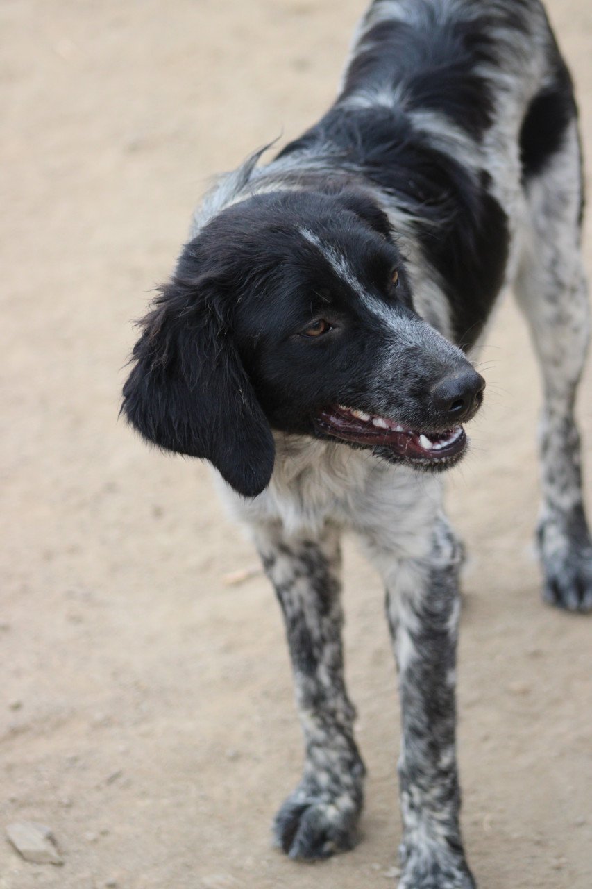 Alora Dog Rescue: Mona, dit lieve meisje zoekt een baasje