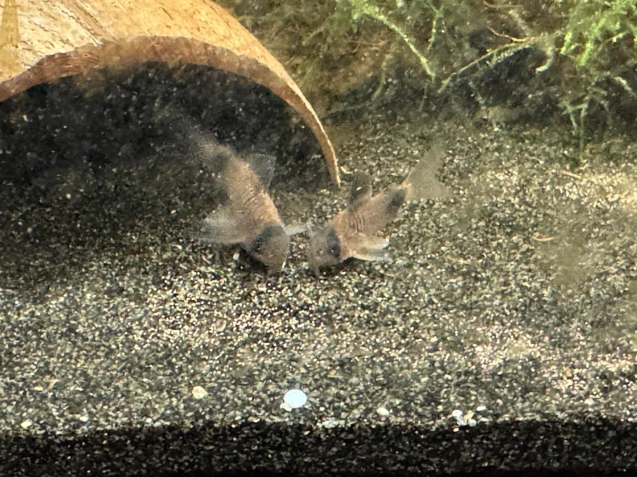 Panda Corydoras