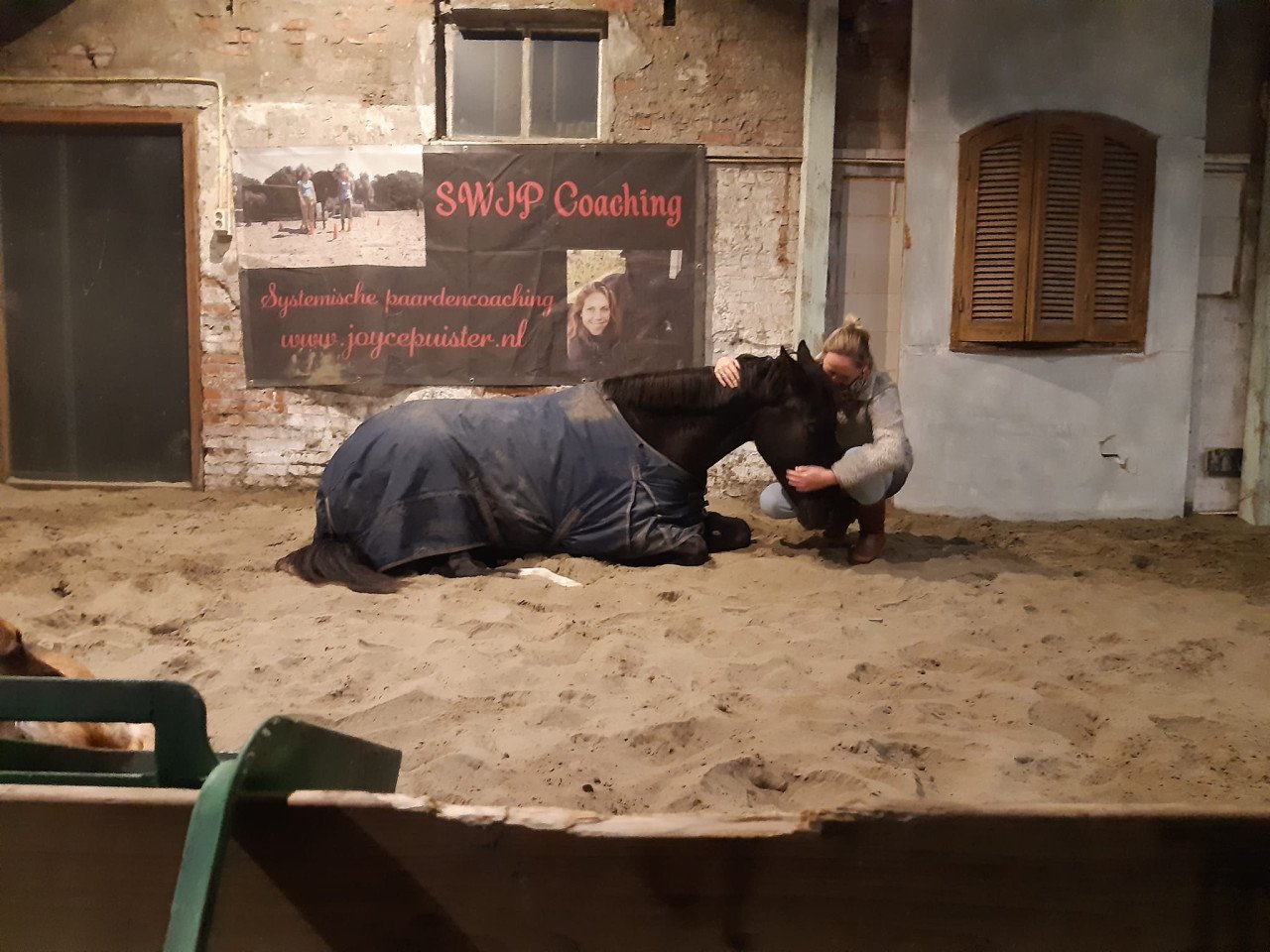 Familieopstellingen met paarden