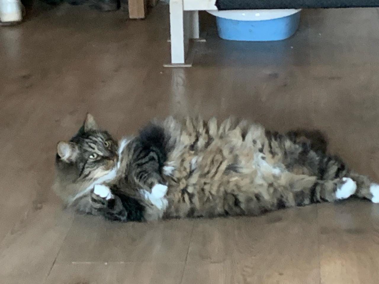 Prachtige buitenkat Bikkel zoekt een nieuw, liefdevol thuis .