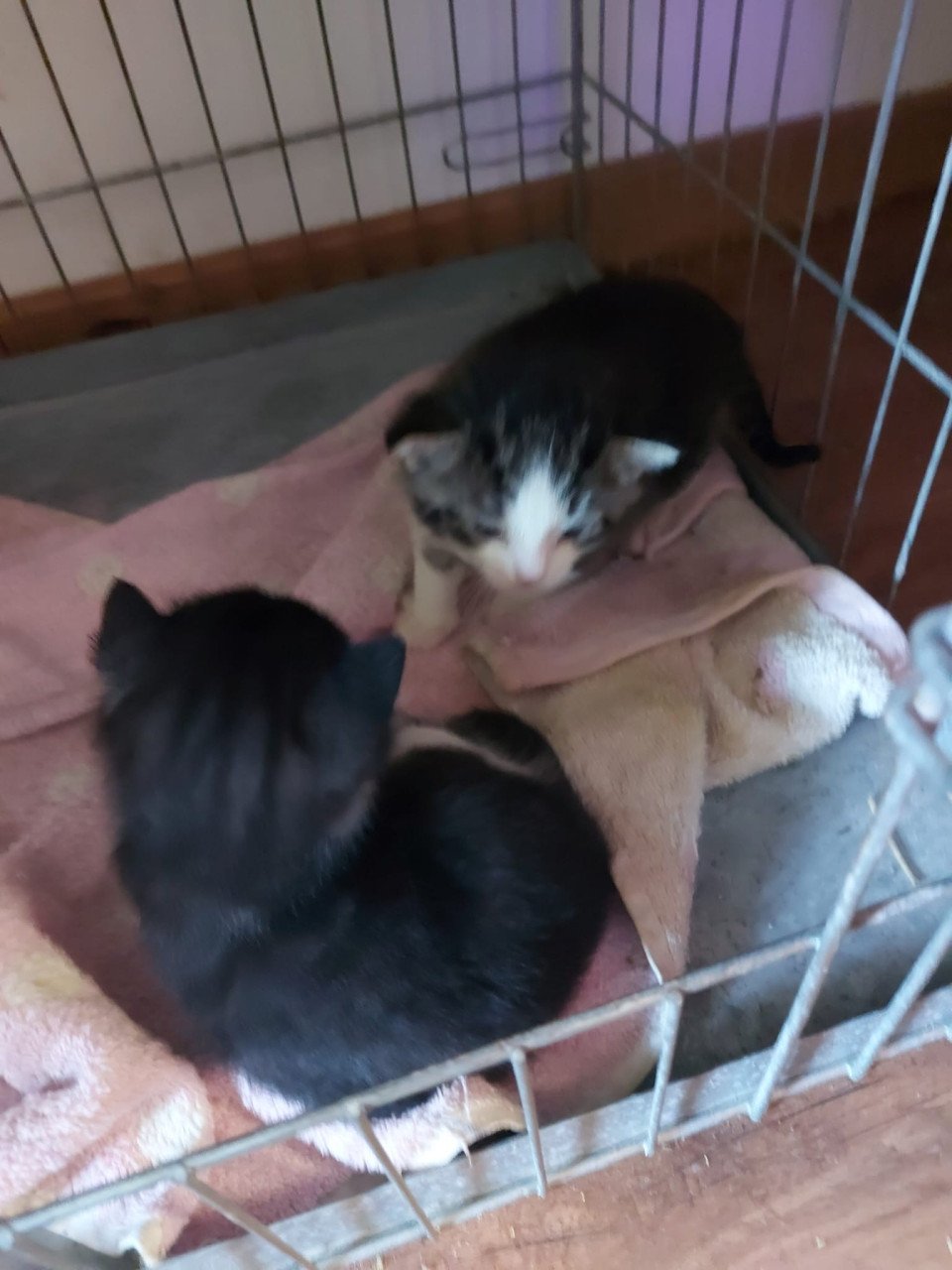 Kittens zoeken nieuw baasje