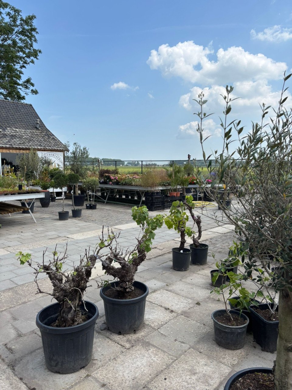 30% korting op alle planten, bomen en potten!
