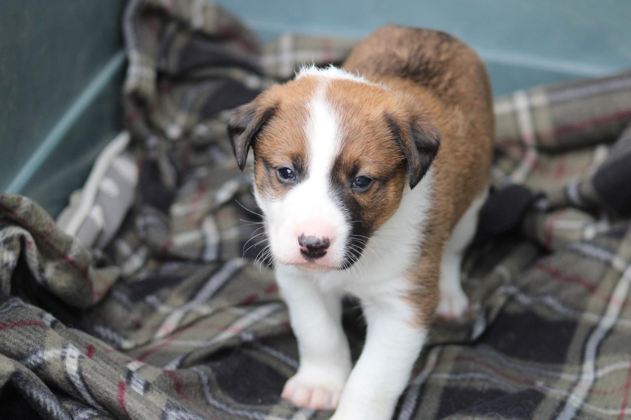 Alora Dog Rescue: Freddy laat je hart smelten