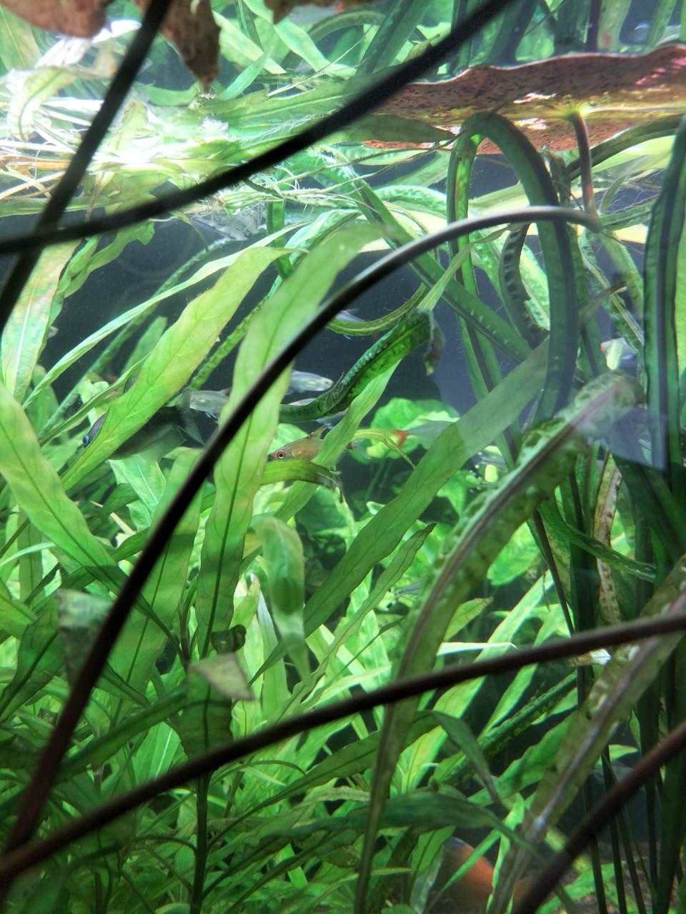 Aquarium planten