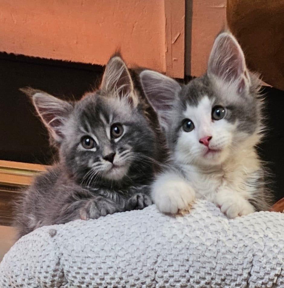 Maine coon kittens te koop!