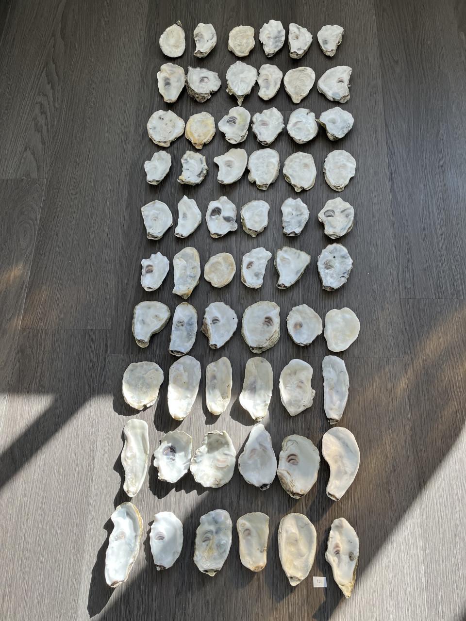 Oesterschelpen