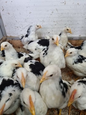 Bonte leghorns