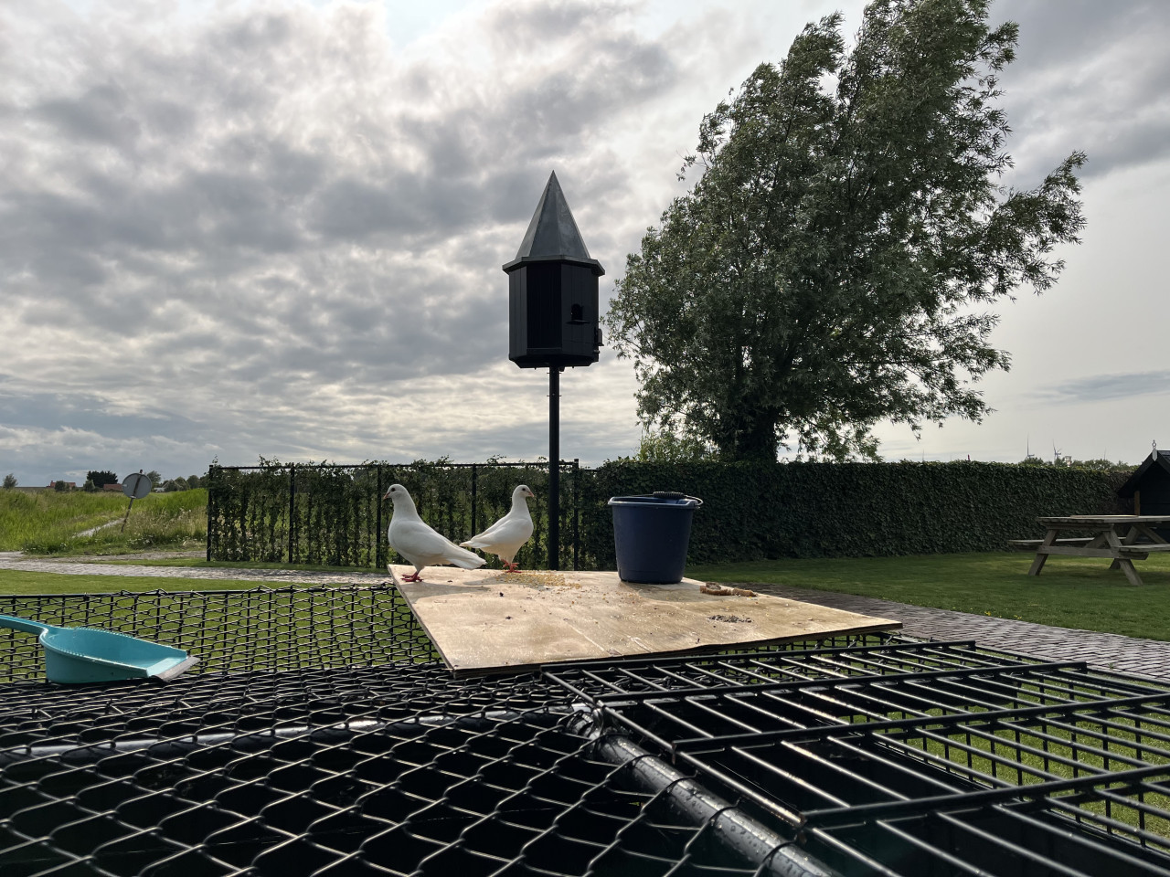 Sierduiven (wit)