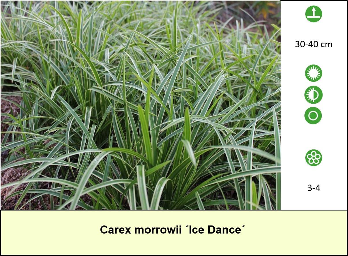 Het plantenkraampje staat er weer: mooie planten voor slechts €1,25 p/st.