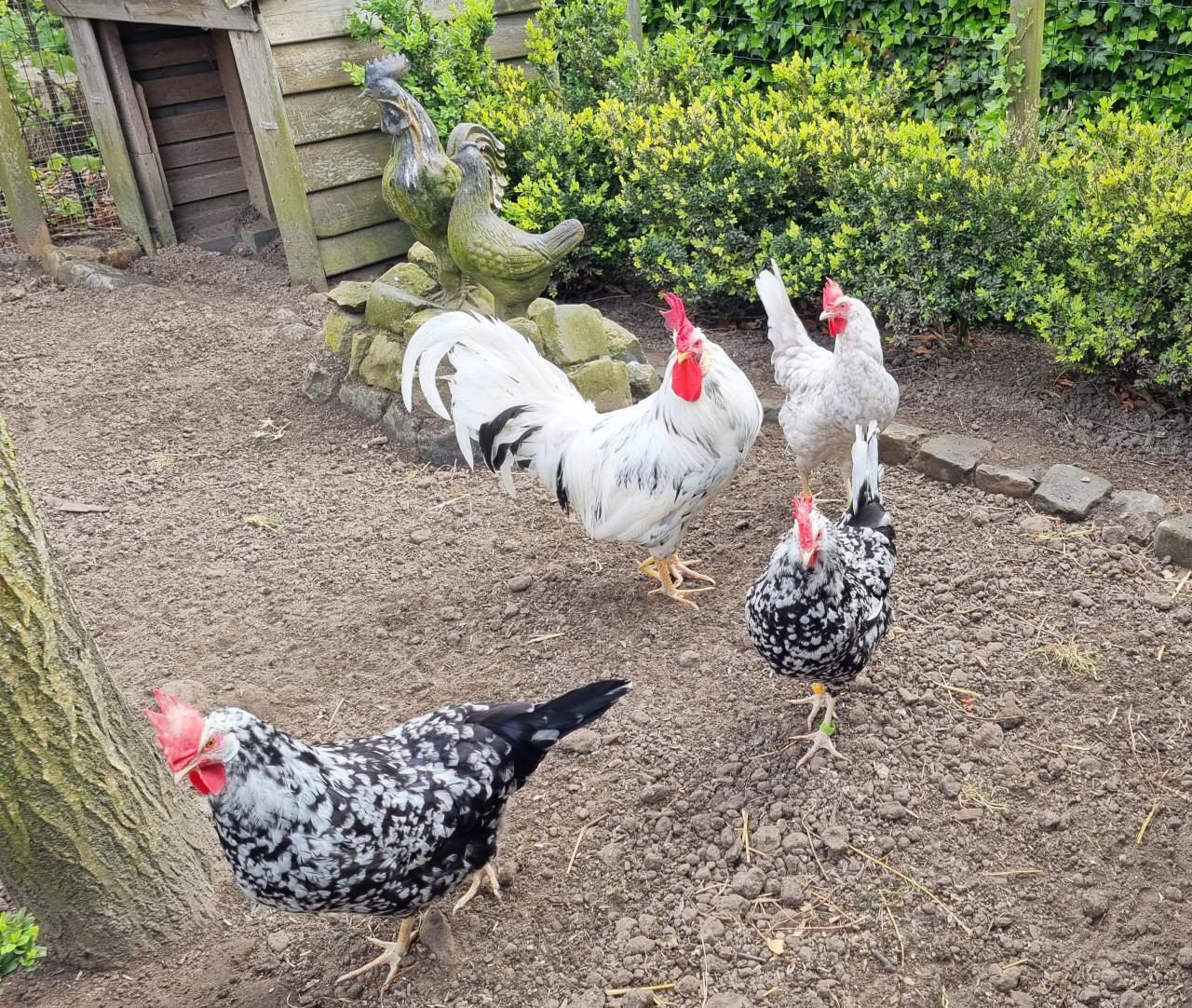 Broedeieren Bonte Leghorn