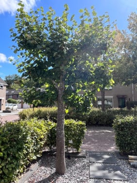 Lijlinde - 3 meter hoog