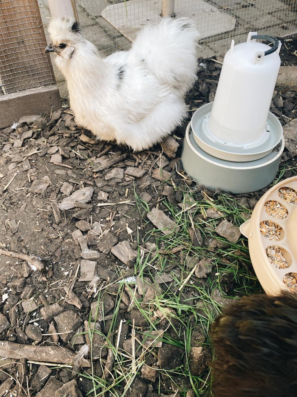 3 Silkie hennen Gratis op te halen
