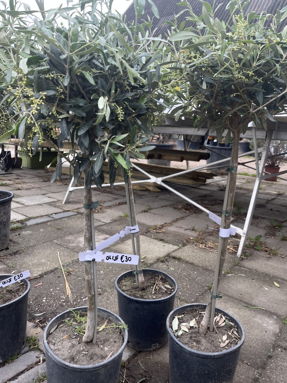 OLIJFBOMEN, YUCCA’S 30 % KORTING (op alles)