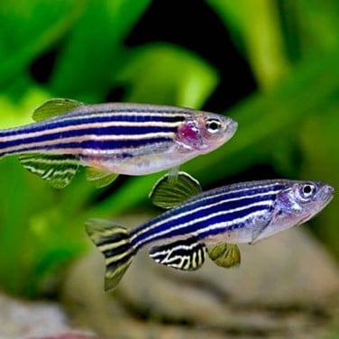 Zebrabarbeel 3 stuks