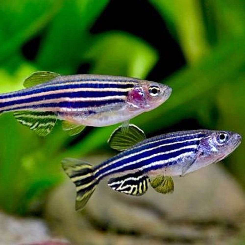 Zebrabarbeel 3 stuks