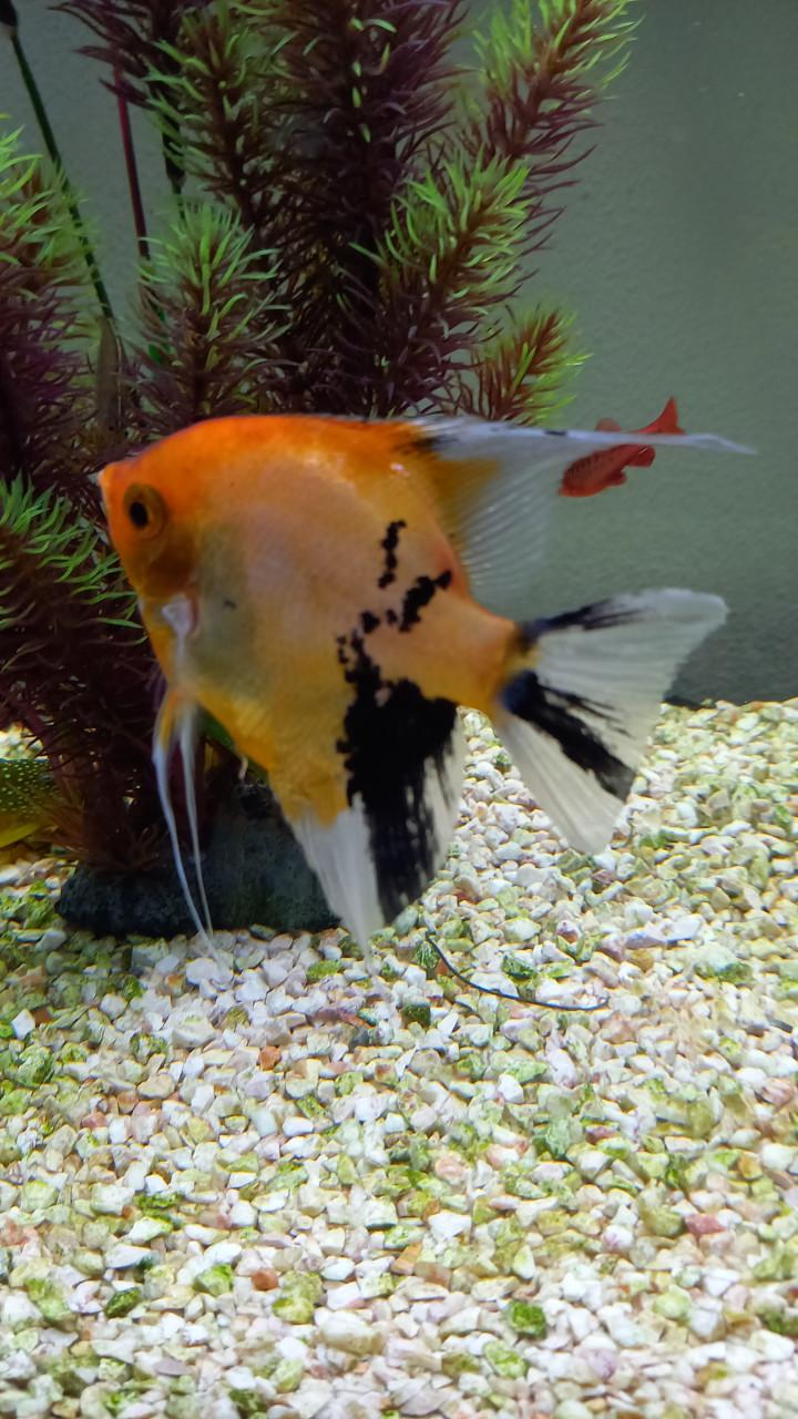 Aquarium + Maanvissen