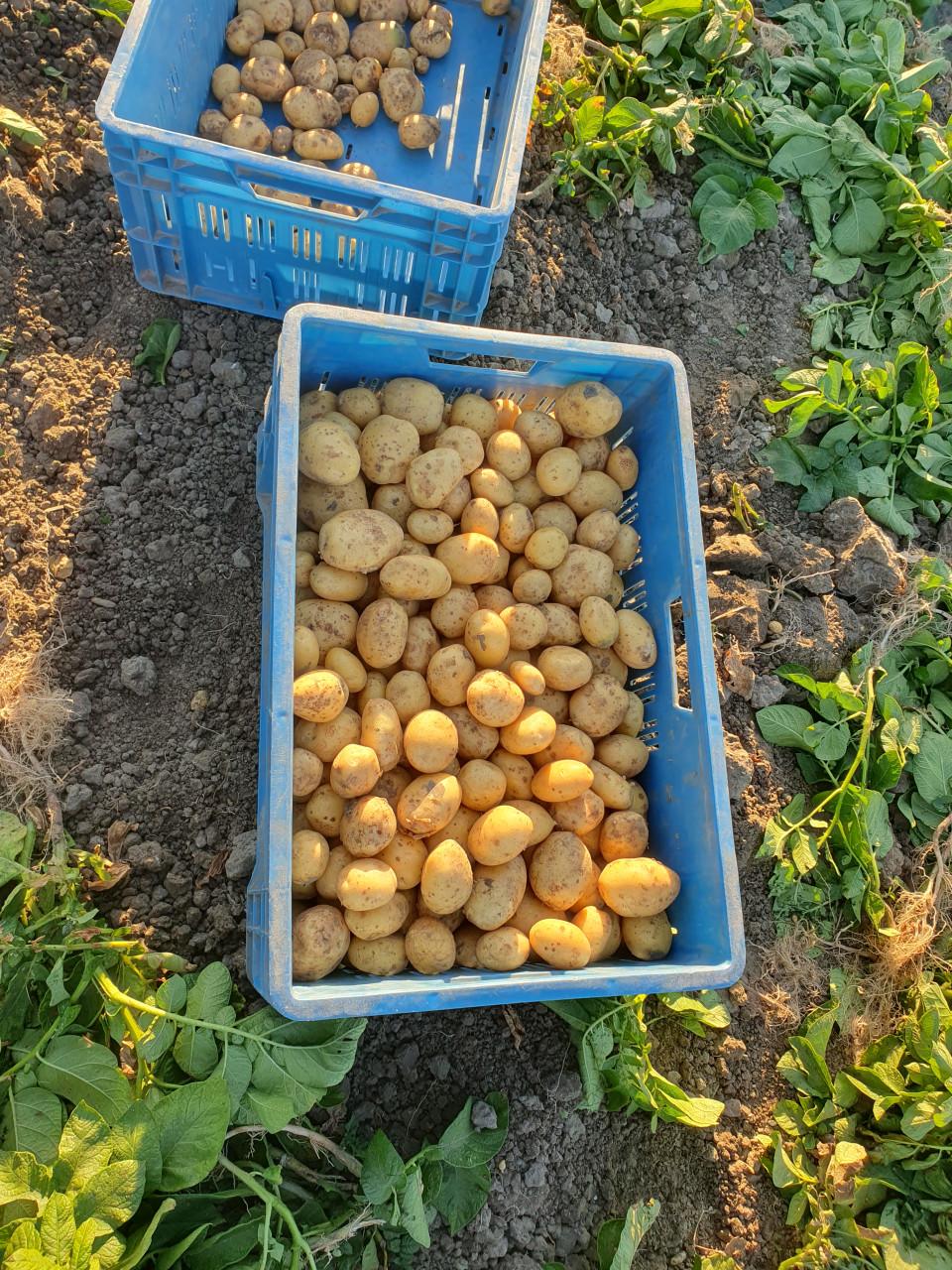 Nieuwe Aardappelen Frieslander