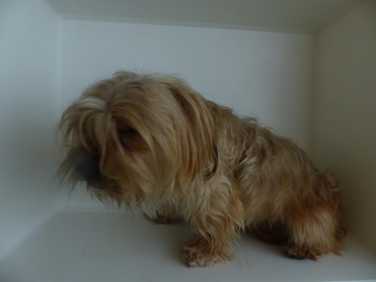 Reutje 1 jaar oud Yorkshire Terrier mix super gezond en leuk
