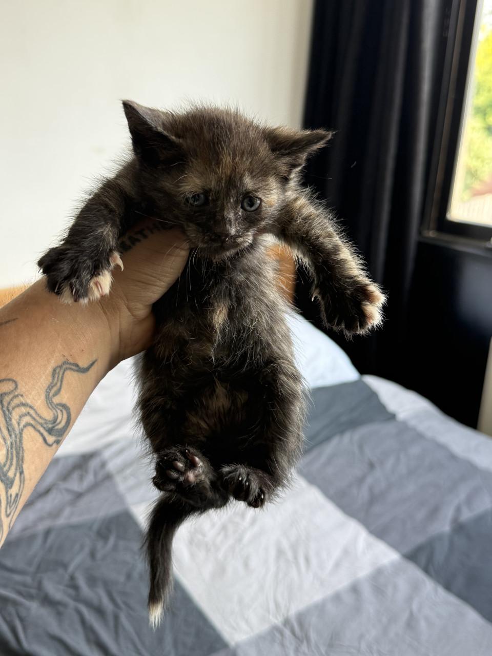 2 kittens