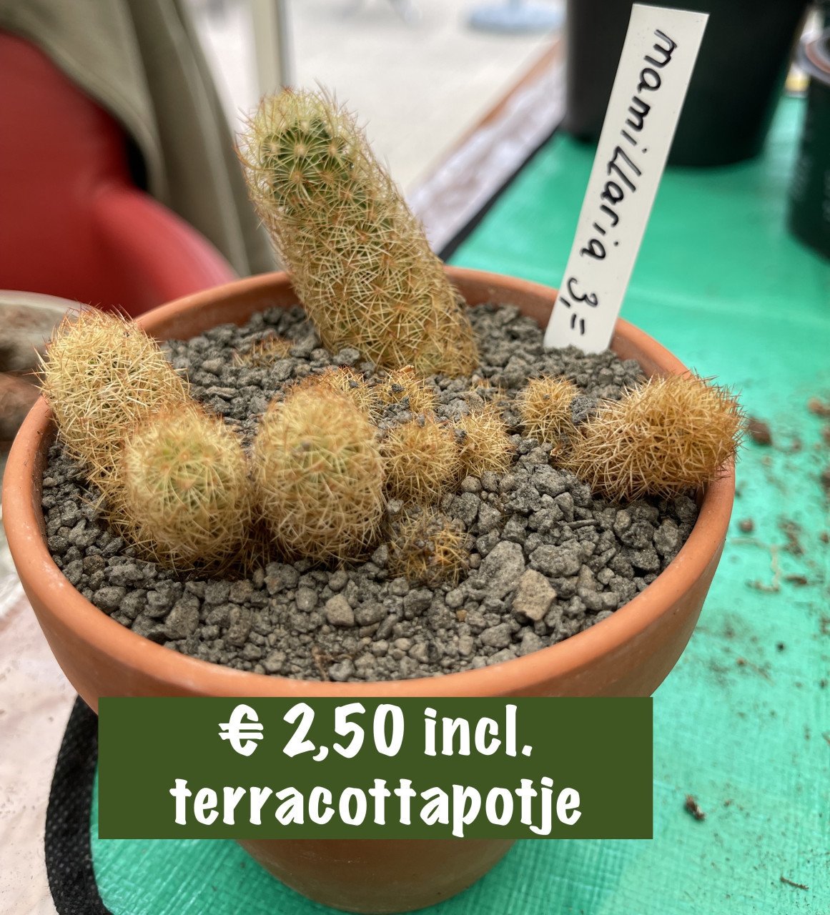 Kamerplanten en vetplanten te koop