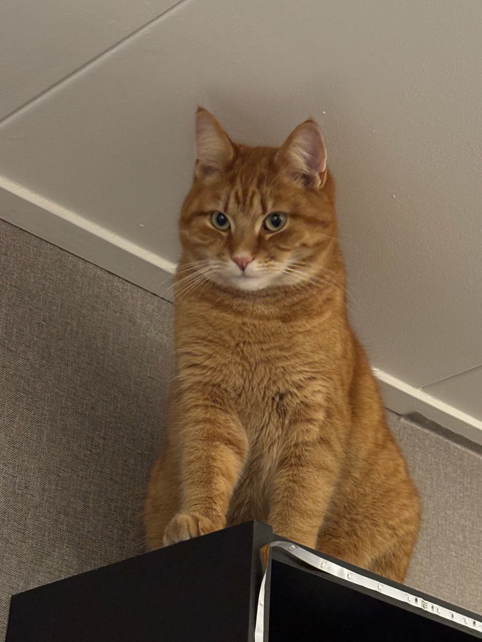 2 lieve katers zoeken nieuw huis