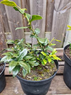 Sarcococca/ vleesbes