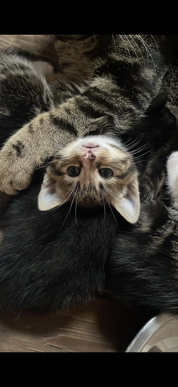 Kittens, alleen nog twee zwart/ witte beschikbaar)