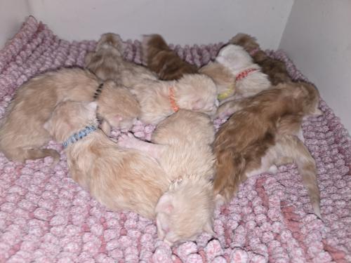 Maine coon kittens met stamboom