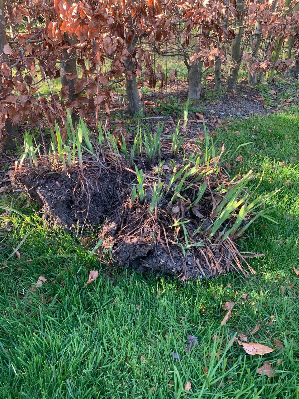 Diverse vaste tuinplanten