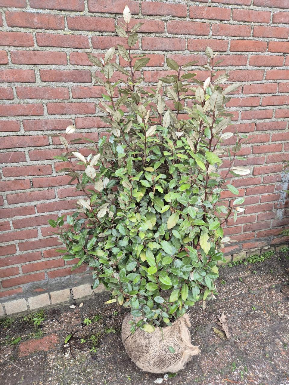 Olijfwilg compacta haagplanten in meerdere maten leverbaar