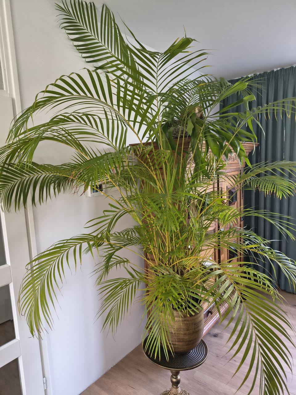 Prachtige kamer palmen