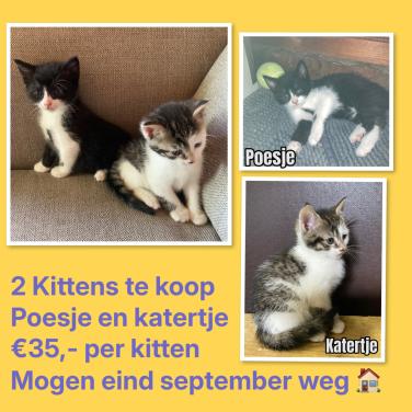 Kittens