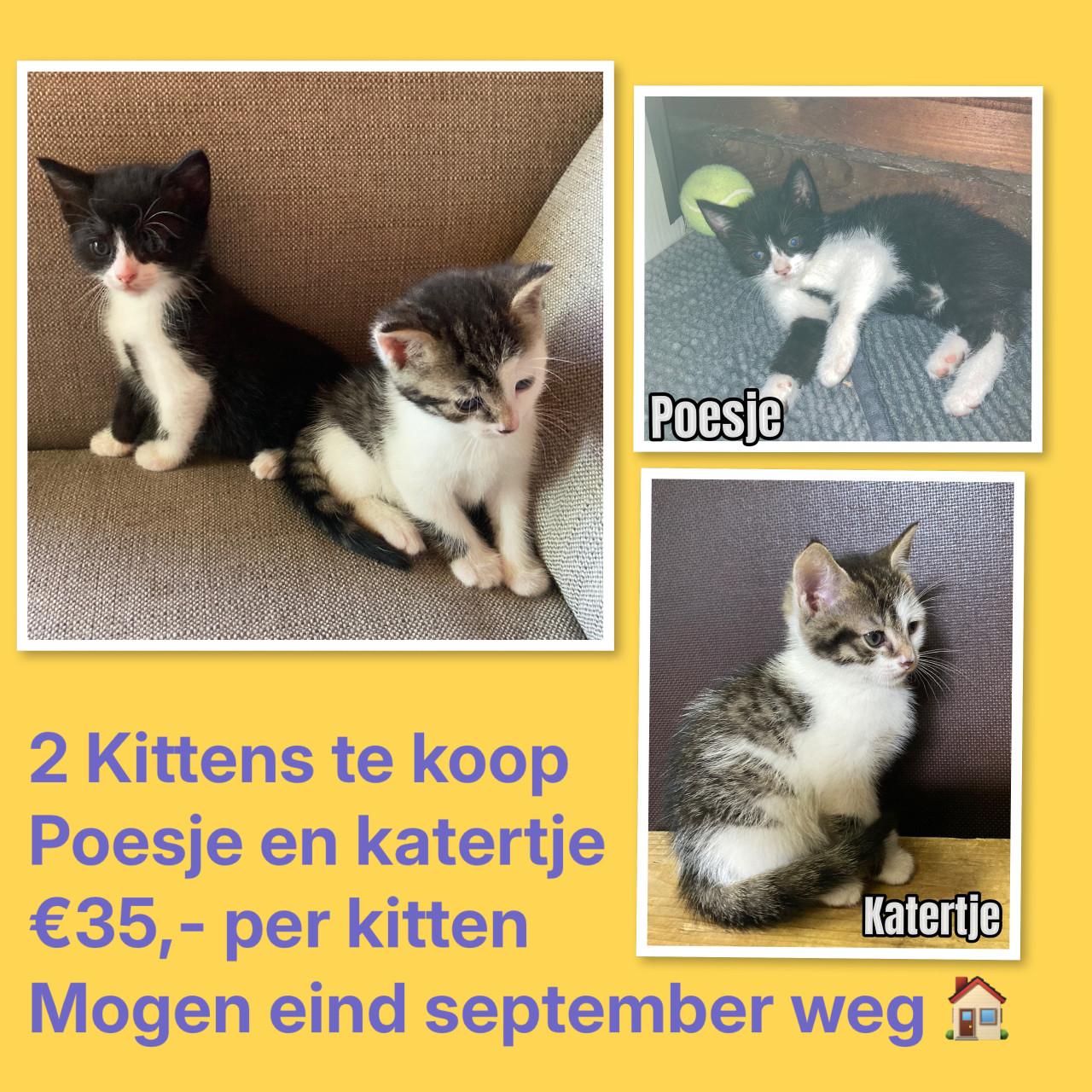 Kittens