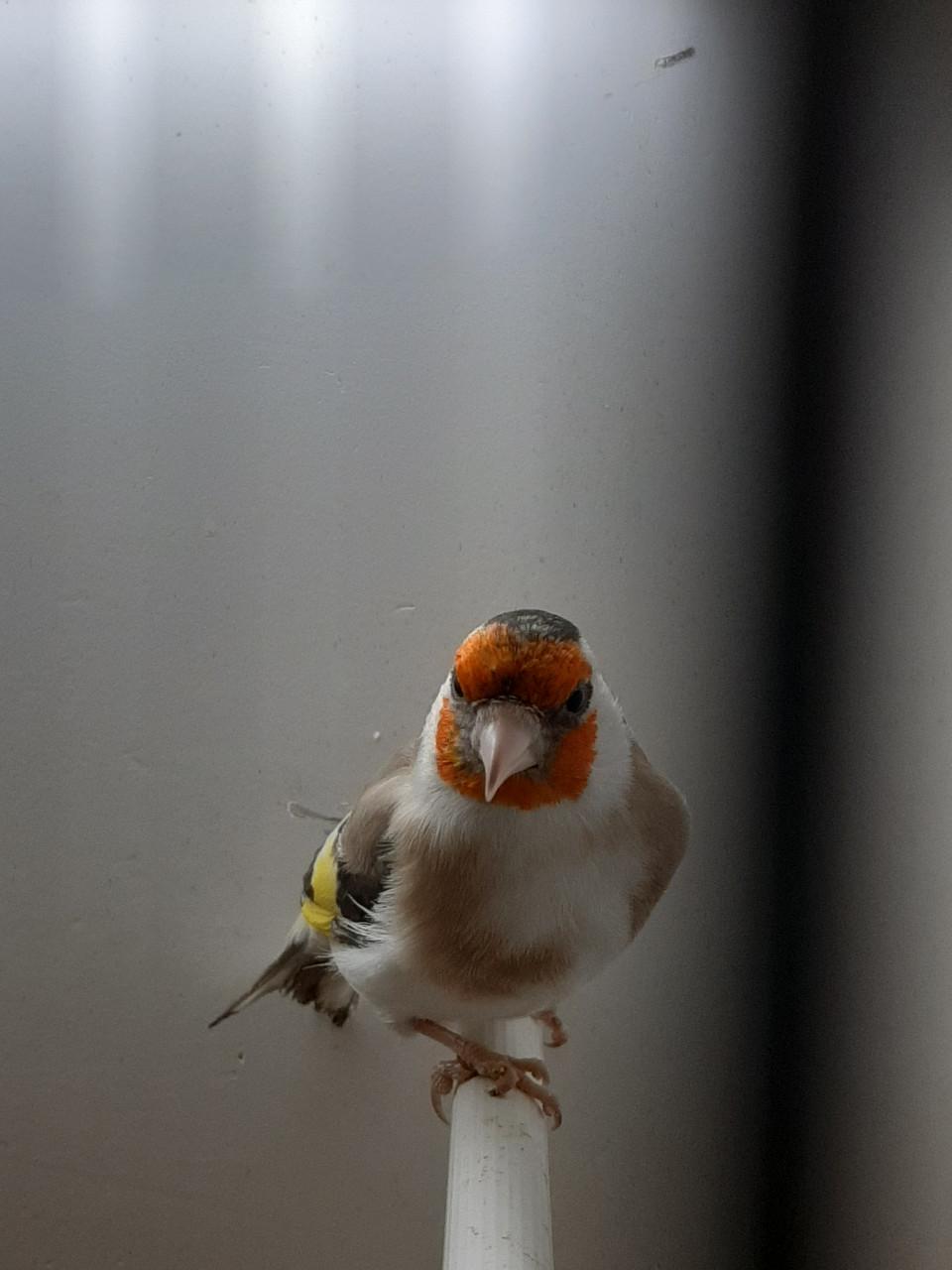 2 koppels putters en losse pop