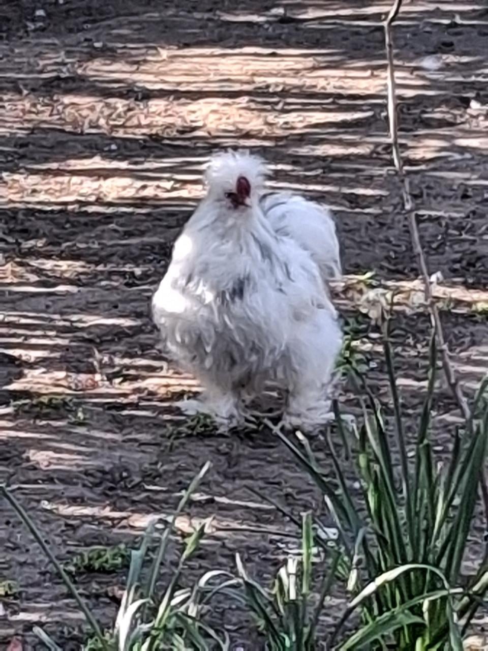 Zijdehoenders beschikbaar