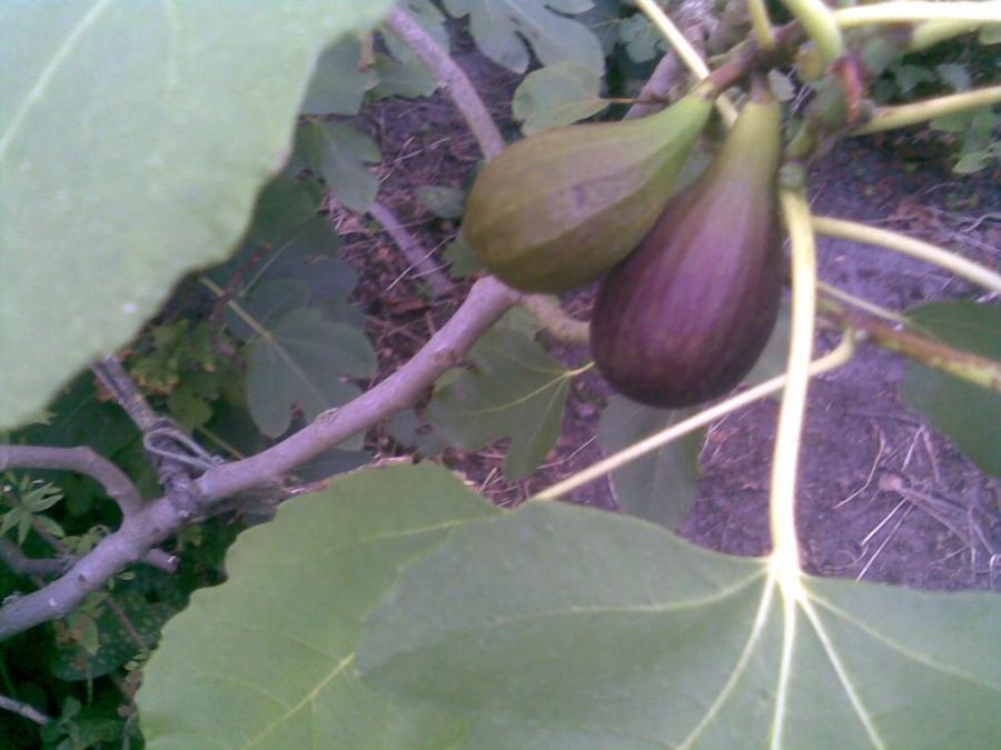 Ijg / vijgenplanten in pot. Winterhard