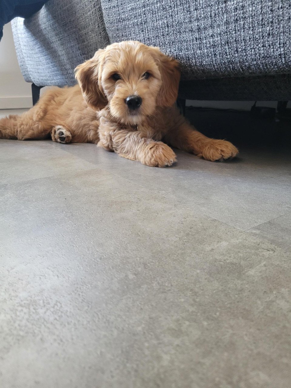 Golden Doodle pup